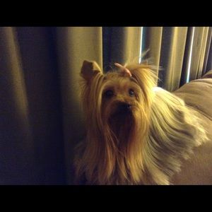 Meet your Posher, Candice